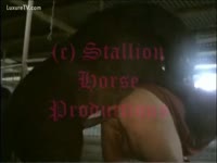 Horse anal fuck